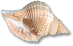 shell