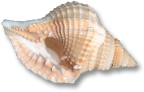 shell