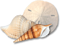 shell